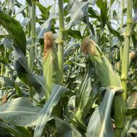 Sweet Corn Processor Seed Raygun (ZHY5022OD) Ears on Plant Crookham Company