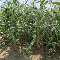 Sweet Corn Processor Seed Raygun (ZHY5022OD) Plant in Field Crookham Company