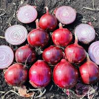 Tantrum Wisconsin 2025 Red Long Day Onion Crookham Company Seed