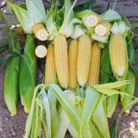 Sweet Corn Processor Seed Crookham ears in field 17-1218 CSUYP 