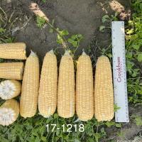 Washing State 2023 17-1218 Sweet Corn Processor Seed Crookham ears in field with ruler