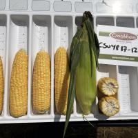 Sweet Corn Processor Seed Crookham ears in tray 17-1218 CSUYP 