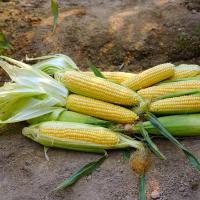 Sweet Corn Processor Seed Crookham ears in field 17-1218 CSUYP 