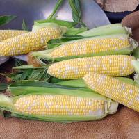 Crookham Sweet Corn Seed 22-2001i ears on table