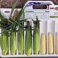 Georgia 2025 22-2001i Crookham Sweet Corn Seed ears in ruler tray