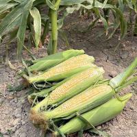 2025 22-2001i ears in field Crookham Sweet Corn Seed 