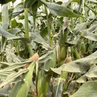 Crookham Sweet Corn Seed 22-2001i ears on plants in field