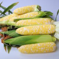Crookham Sweet Corn Seed 22-2001i ears on table top