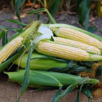 Crookham Sweet Corn Seed CABF22-2068i