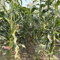 Crookham Sweet Corn Seed CABF22-2068i