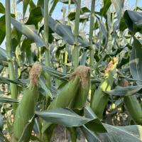 Crookham Sweet Corn Seed CABF22-2068i