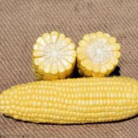 Sweet Corn Processor Seed Galaxy Cross Section_Kernel Style Crookham Seed