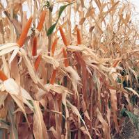 Crookham Robust Popcorn Seed R606 