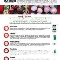 Tantrum Growing Guide Red Long Day Onion 14-1265 Crookham Company Seed