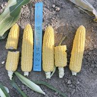 Triple Threat in Wisconsin 2025 Ruler with ears in field