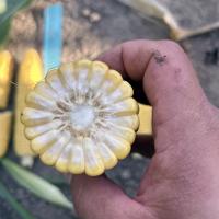 Triple Threat in Wisconsin 2025 Close Up of Kernels