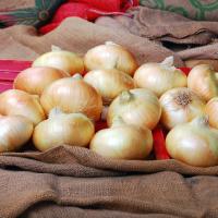 4022 August_Georgia Vadalia Onion_Early Market_Crookham Onion Seed