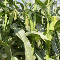 16-1027 Palisade Crookham Company Sweet Corn Processors_Sweet Corn Ears on Plant