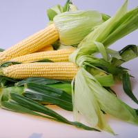 16-1027 Palisade Crookham Company Sweet Corn Processors_Sweet Corn Ears on Table Top