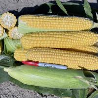 16-1027 Palisade Crookham Company Sweet Corn Processors_Sweet Corn Ears in Field