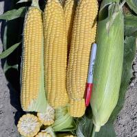16-1027 Palisade Crookham Company Sweet Corn Processors_Sweet Corn Ears in Field