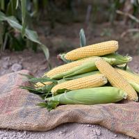 18-1292 Crookham Sweet Corn Ears of corn in field