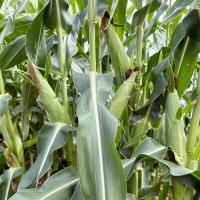 18-1292 Crookham Sweet Corn Ears of corn in field