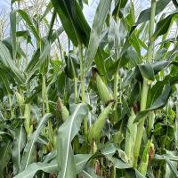 18-1292 Crookham Sweet Corn Ears of corn in field
