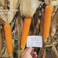 Africa Robust Popcorn Crookham Company R606
