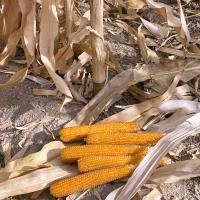 Robust Popcorn R606 Crookham Company Seeds