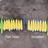 Australia Triple Threat w_Competitor 2026 Crookham Sweet Con Seed