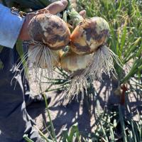 4022 Augusta Early Market_Crookham Onion Seed Onion Bulbs in Field 2026