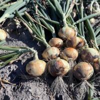 4022 Augusta Early Market_Crookham Onion Seed Onion Bulbs in Field 2026