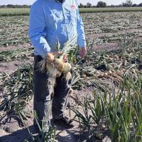 4022 Augusta Early Market_Crookham Onion Seed Onion Bulbs in Field 2026