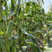18-1309 Championship Sweet Corn Seed Crookham Company Ears in Field