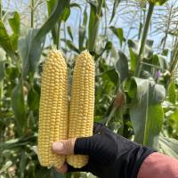 18-1309 Championship Sweet Corn Seed Crookham Company Ears in Field
