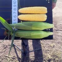 18-1309 Championship Florida Sweet Corn Seed Crookham Company Ears in Field