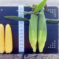 18-1309 Championship Florida Sweet Corn Seed Crookham Company Ears in Field