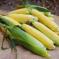 18-1309 Championship Sweet Corn Seed Crookham Company Ears in Field