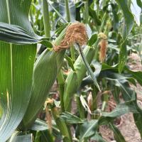 18-1309 Championship Sweet Corn Seed Crookham Company Ears in Field