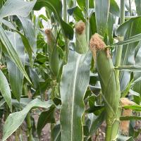 18-1309 Championship Sweet Corn Seed Crookham Company Ears in Field