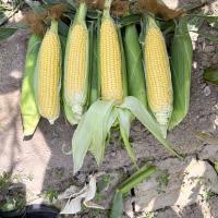18-1309 Championship Sweet Corn Seed Crookham Company Ears in Field