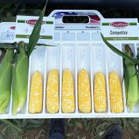 Leadership 1818-1453 Florida Leadership Sweet Corn Seed Crookham Company Ears in Tray