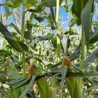 sh2i Sirius 18-1435 Crookham Sweet Corn Seed Ears in Field