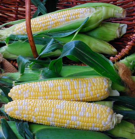 Euphoria Sweet Corn Seed Crookham Company Crookham Sweet Corn Euphoria