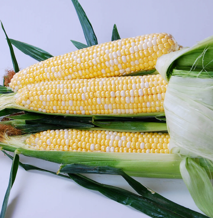 Everglades Sweet Corn Seed Crookham Company Crookham Sweet Corn Everglades