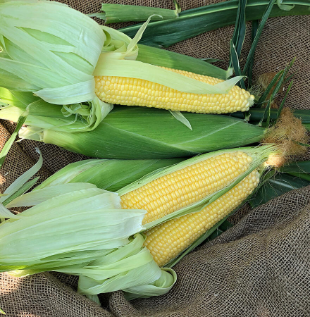 Incredible RM Sweet Corn Crookham Company Crookham Sweet Corn Incredible