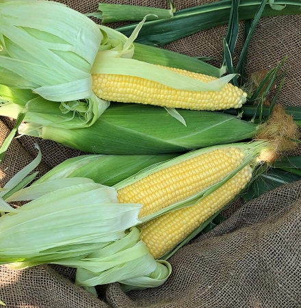 Crookham Sweet Corn Incredible