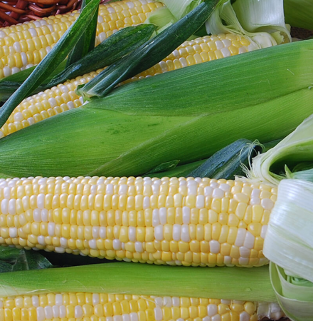 Nectar Sweet Corn Seed Crookham Company Crookham Sweet Corn Nectar