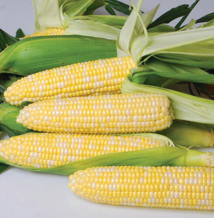 Nirvana The Nirvana Series Sweet Corn Seed Crookham Company Crookham Sweet Corn Nirvana